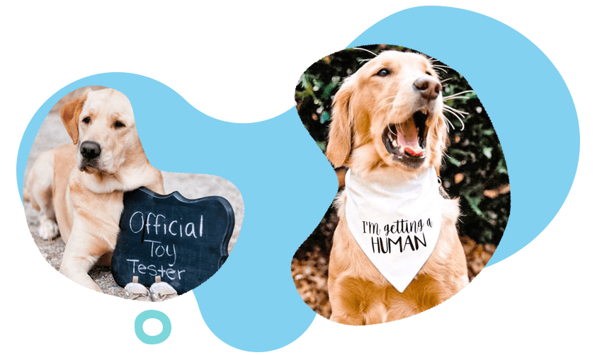 Pet themed announcement